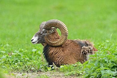 《漫威蜘蛛侠：复刻版》PC版现已发售 Steam好评如潮